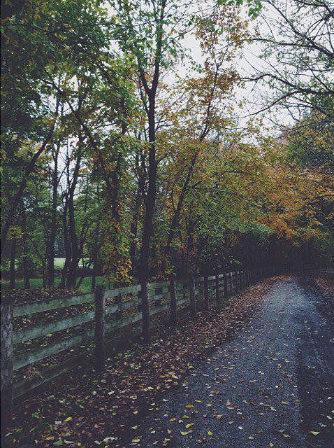 leafy autumn path