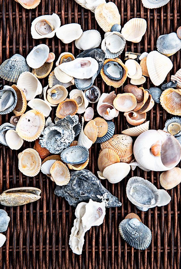 January 11 Seashells from Tybee Island