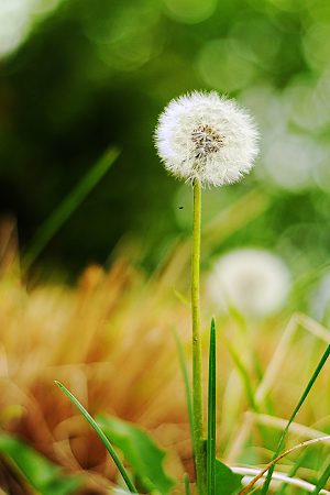 dandylion picture