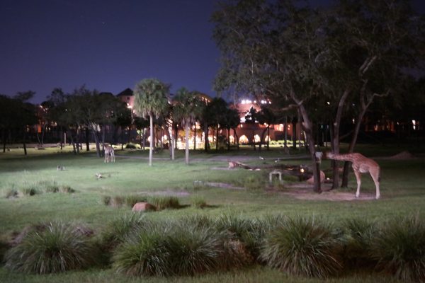 Animal Kingdom Lodge at Night