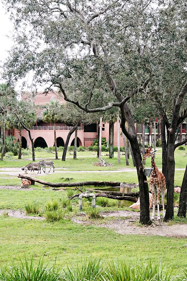 Animal Kingdom Lodge Safari Room