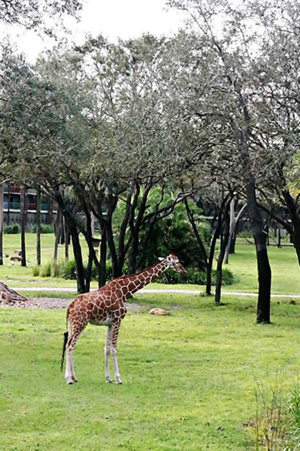 Giraffe at Disney Animal Kingdom Lodge