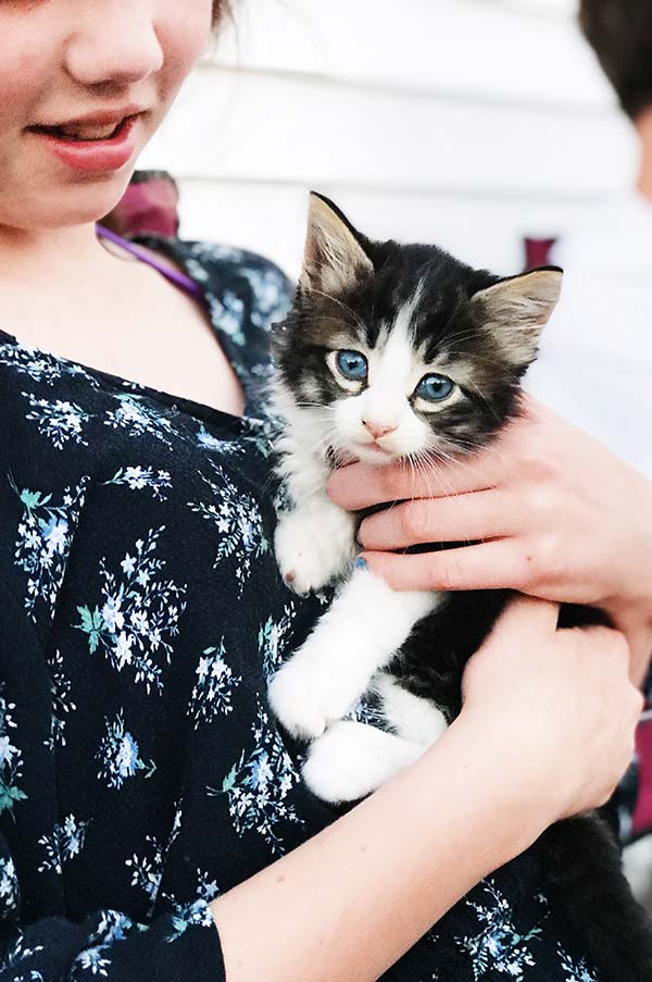 Cute black and white kitten