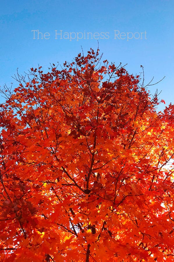 Happy things. A bright blue sky with a bright orange fall leaves colored tree. 