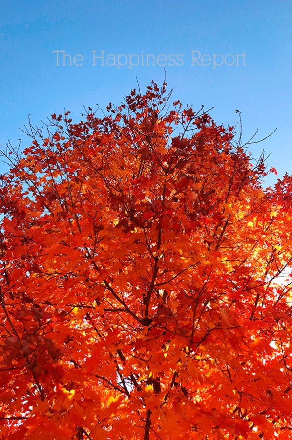 Happy things. A bright blue sky with a bright orange fall leaves colored tree. 