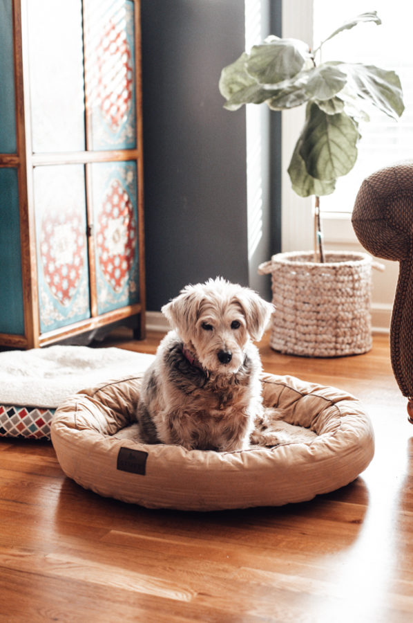 Dog on a dog bed with a Fiddle Fig Tree in the background