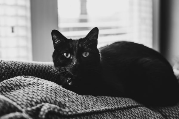 Black Cat on a Couch