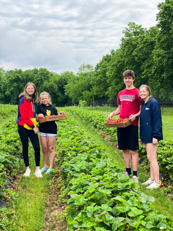 4 kids in a strawberry patch